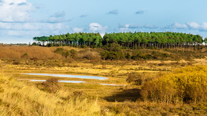 Nationalpark Zuid-Kennemerland – nördlich von Zandvoort (Holland)