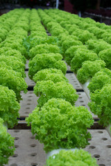 Hydroponic Green oak lettuce growing in greenhouse at Cameron Highlands, Malaysia