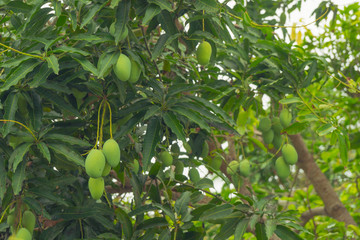 Green mango fruit on the branches.