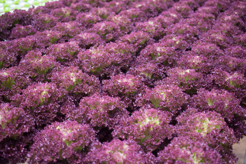 Obraz premium Hydroponic Red Coral lettuce growing in greenhouse at Cameron Highlands, Malaysia