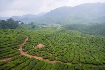 The tea plantations background, tea plantations during cloudy day