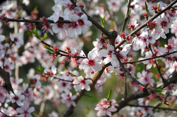 cherry tree