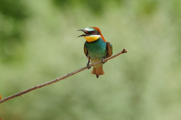European bee-eater sitting on a branch, opened its beak from the heat.