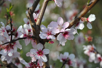 cherry tree