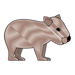 wild wombat australian creature