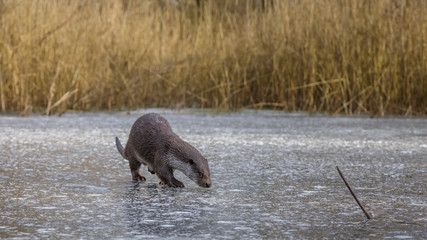 Obraz premium European Otter in winter