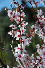 cherry tree