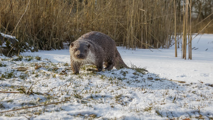 European Otter in winter