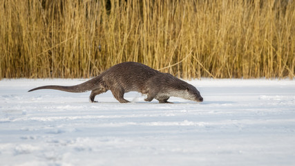 European Otter in winter