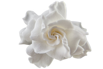 Naklejka premium beautiful white flower gardenia on White background