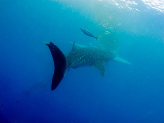 Whale shark (Rhincodon typus) is a slow-moving filter feeding shark