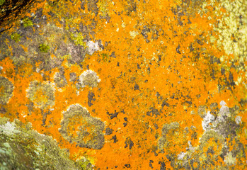 Mould in orange, green and black