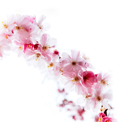 Fototapeta na wymiar Pink natural fresh sakura foliage branch in bloom in Japanese garden on a calm morning - cherry blossom