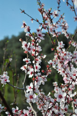cherry tree