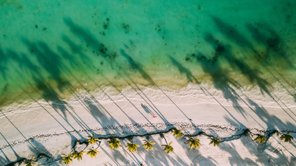 Shadows from palm trees