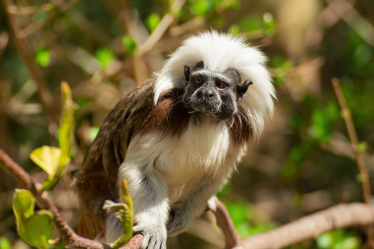Photo little monkey Tamarin in tree crown