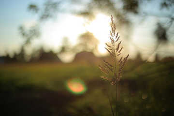 Meadow grass in the sunset.