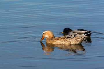 A Pair of Ducks (Female and Male) Searching for Food