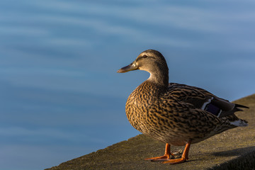 A Duck Calmly Watching the Sunset at the Lake