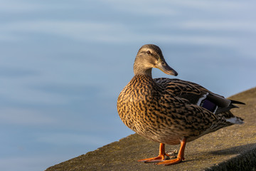 A Duck Acting Like A Model and Waiting for the Perfect Shot
