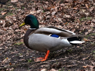 Naklejka na ściany i meble A beautiful colorful drake