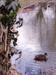 Wild duck swims on the pond