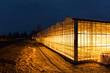 Gewächshaus mit Kunstlicht in Island