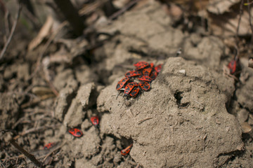 Bug Soldier and his family