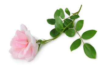 Beautiful pink Rose (Rosaceae) isolated on white background, including clipping path without shade. Germany