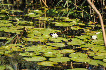 White water lilies in the Romanian Danube Delta.beautiful European white water lilly in Danube Delta, Romania ( Nymphaea alba )