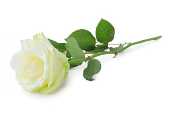 Beautiful white Rose (Rosaceae) isolated on white background, including clipping path without shade.