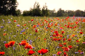 Wonderful poppies and Cornflowers in a field, Lüneburg Heath, Nord Germany.
Backlit Photograph
