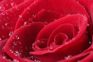 Closeup of a wonderful red Rose with waterdrop (Rosaceae).