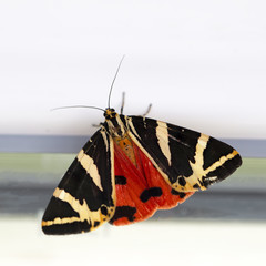 Obraz premium papillon écaille-martre