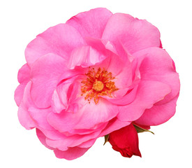 Naklejka premium Wspaniałe czerwona róża (Rosaceae) z pączkiem na białym tle, w tym ścieżkę przycinającą.