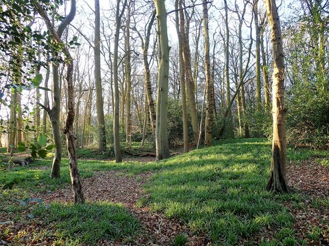 Springtime woodland scene, New Hanging Wood, Little Chalfont, Buckinghamshire