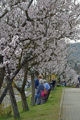 Fototapeta premium mandelblüte bei Neustadt-gimmeldingen