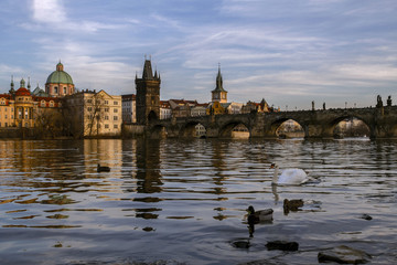 Prague. View of the River Vltava and Charles Bridge at sunset.In foreground Swan on the river . Czech Republic.