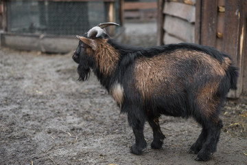 dark adult goat