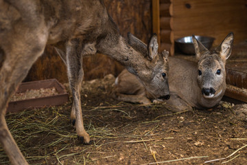 small fawns look at the frame