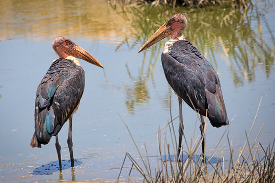 Zwei Marabus am Wasserloch in Kenia