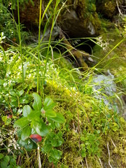 Forest plants