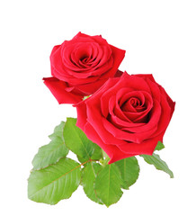 Beautiful red Roses (Rosaceae) isolated on white background, including clipping path. 