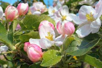 Apple blossom in spring time. Germany