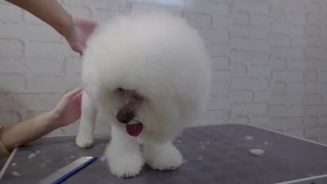 a hairstyle of dogs. Groomer shears a Bichon Frize dog