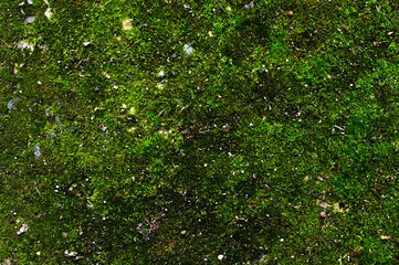 Close-up of a spring background of asphalt surface of the earth covered with juicy green moss. Green mossy surface with sprinkling of stones and small debris