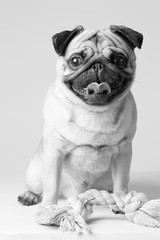 Jeune petit chien de race carlin