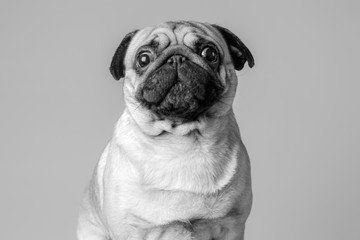 Jeune petit chien de race carlin