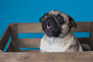 Jeune petit chien de race carlin dans une caisse
