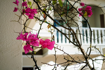 Red flowers on white railing background